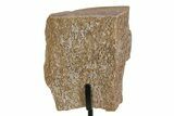 Fossil Sauropod Limb Bone Section with Metal Stand - Colorado #354321-2